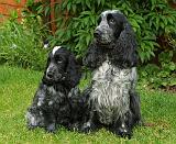 Cocker Spaniel 9W017D-068